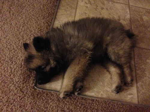 keeshond puppy sleeping